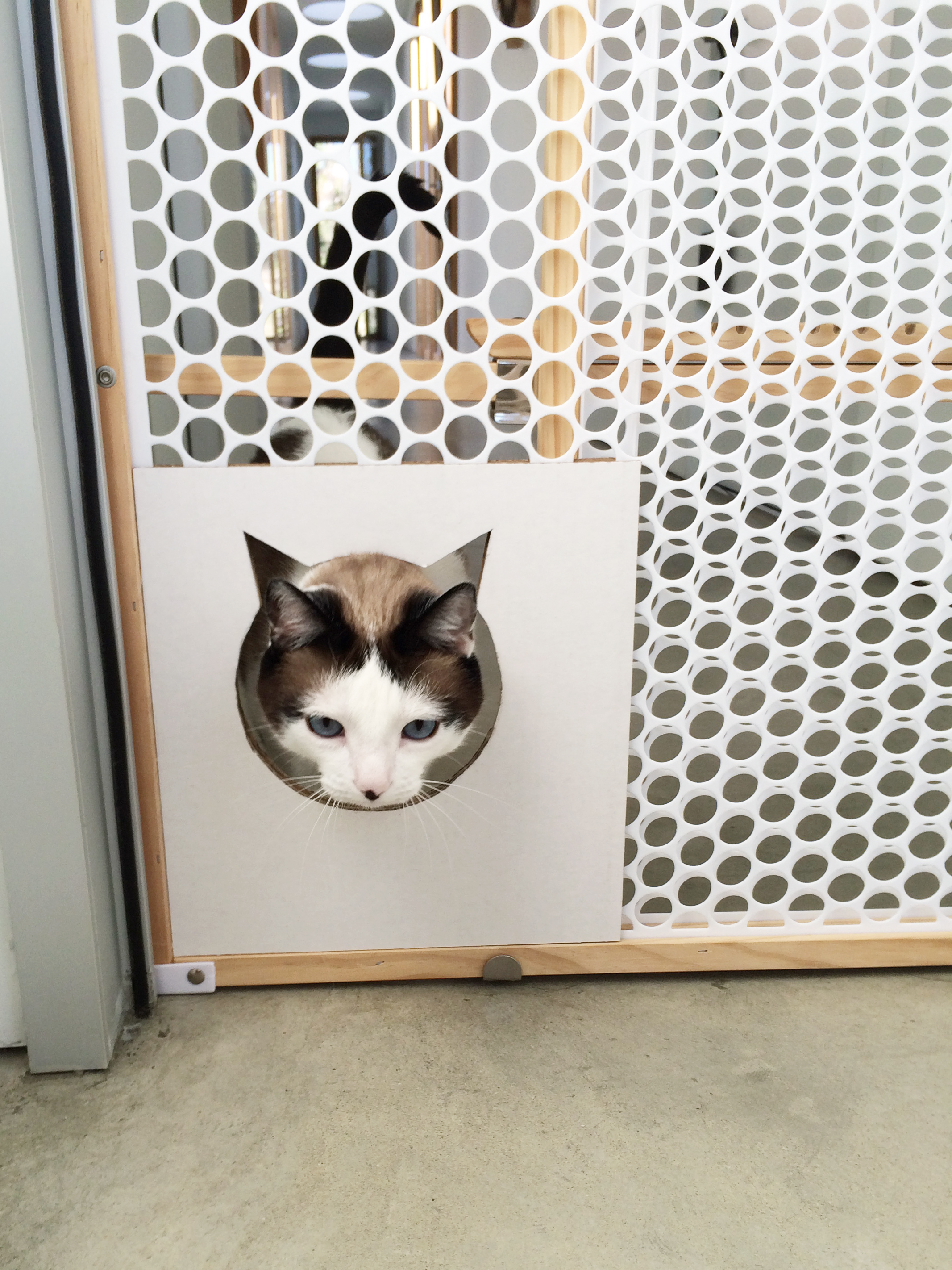 Diy cat clearance gate